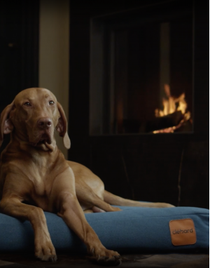 Coussin pour chien design - Sofa -Bleu Paon