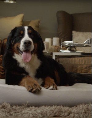 Coussin pour chien luxueux - Velvet - Gris glacier