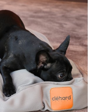 replacement outer cover for Dog cushions, allergic dogs
