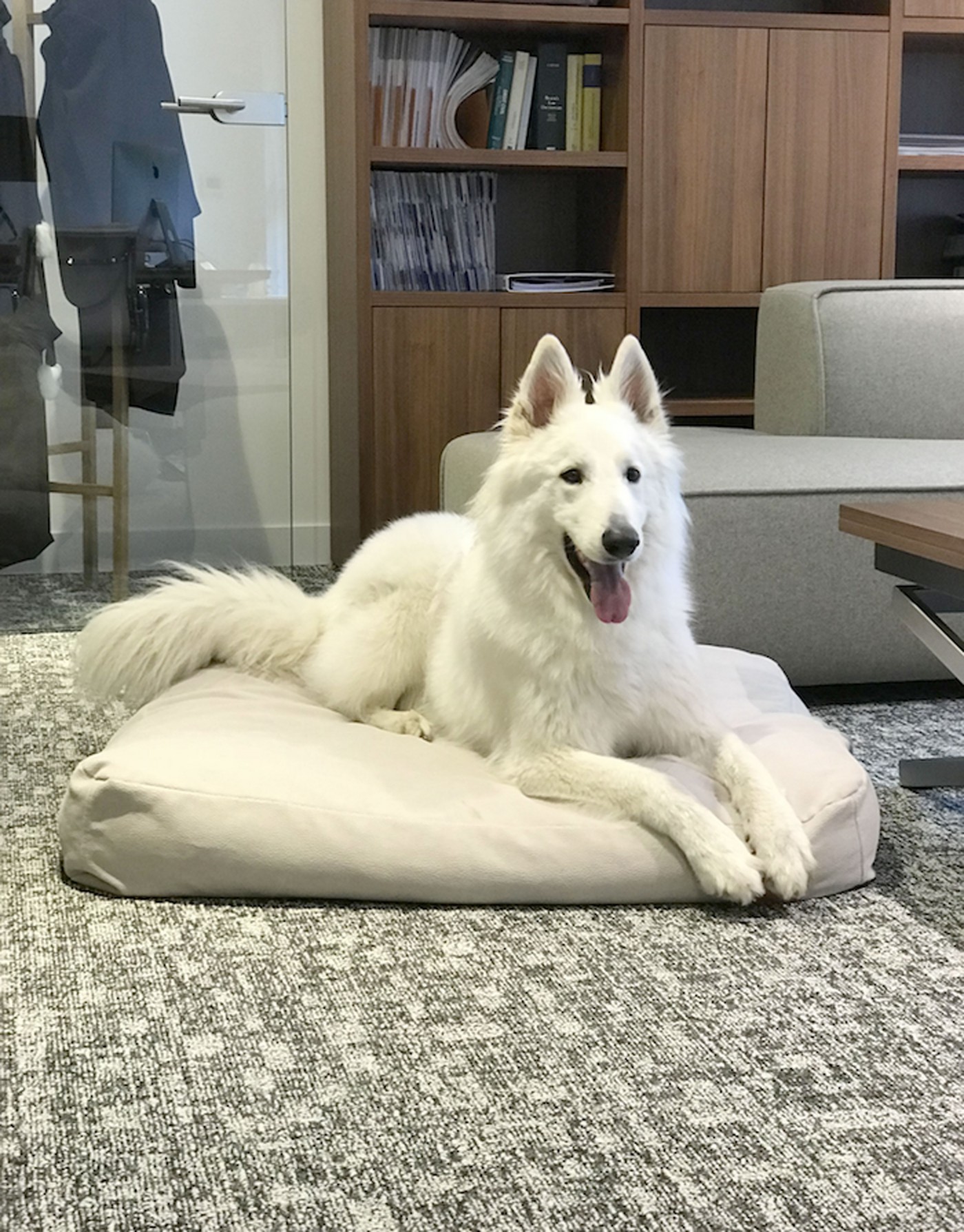 Joy sur coussin pour chien Clébard Concept Skin, robuste, résistant aux morsures