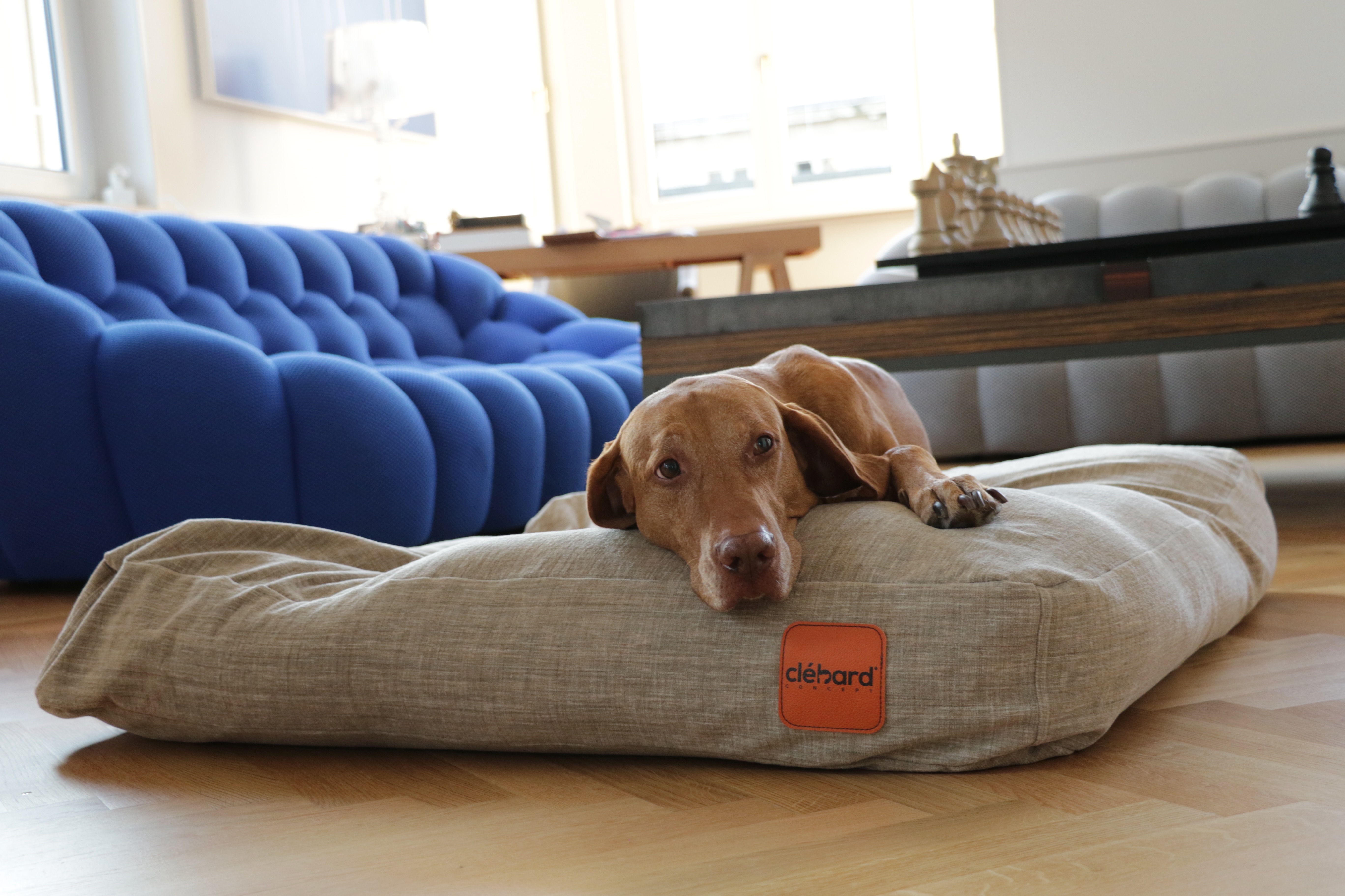 lit pour chien design
