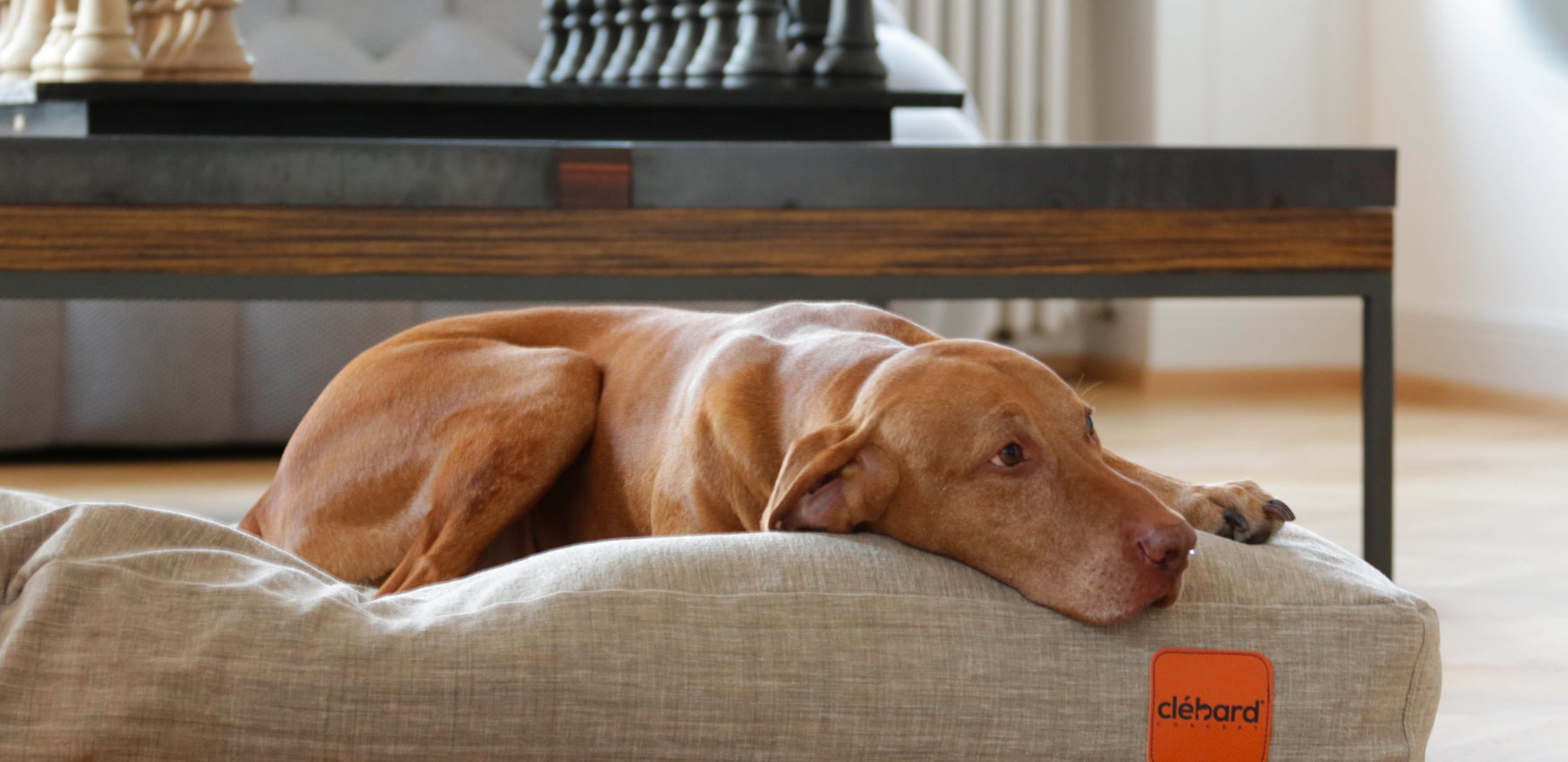 most luxurious dog bed