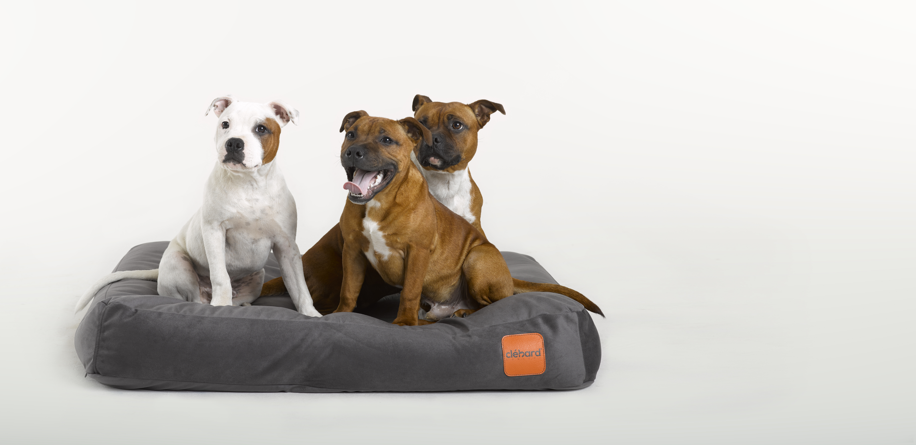 in dog's bedding